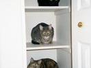 kitties-on-shelf
